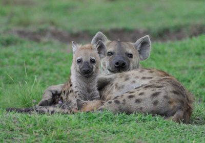 Hyena and Cub